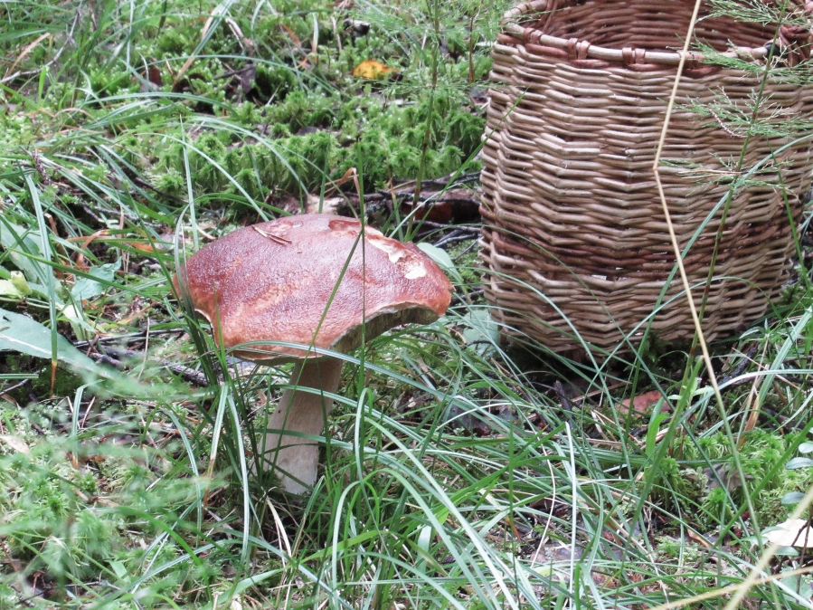 Cep in russian forest.