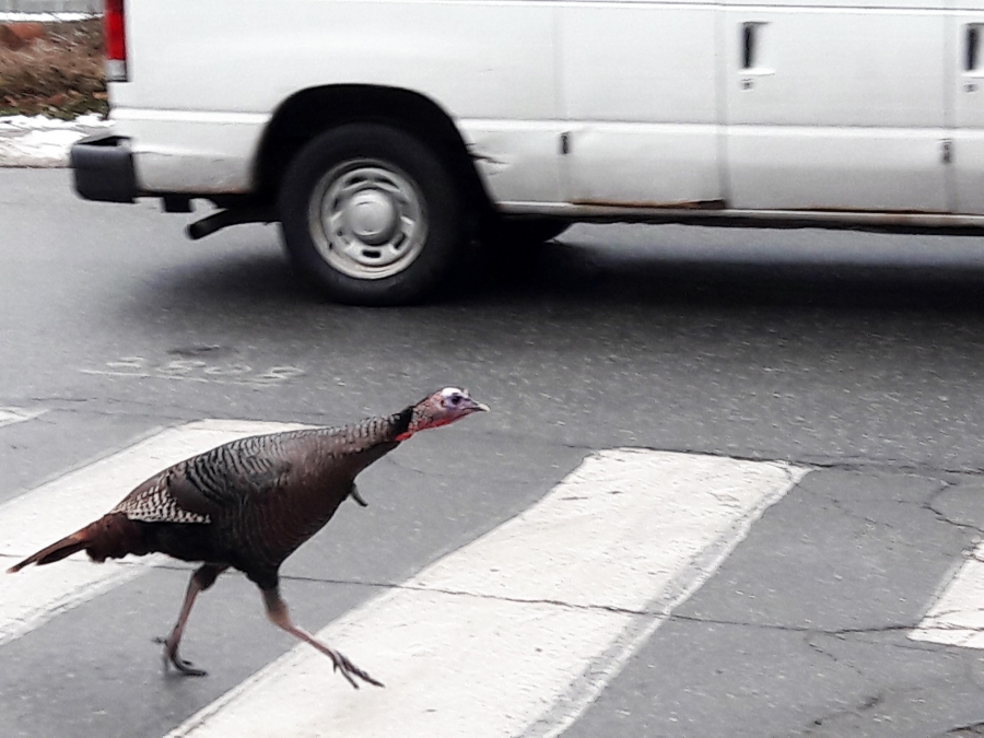Turkey at the street crossing in Arlington.